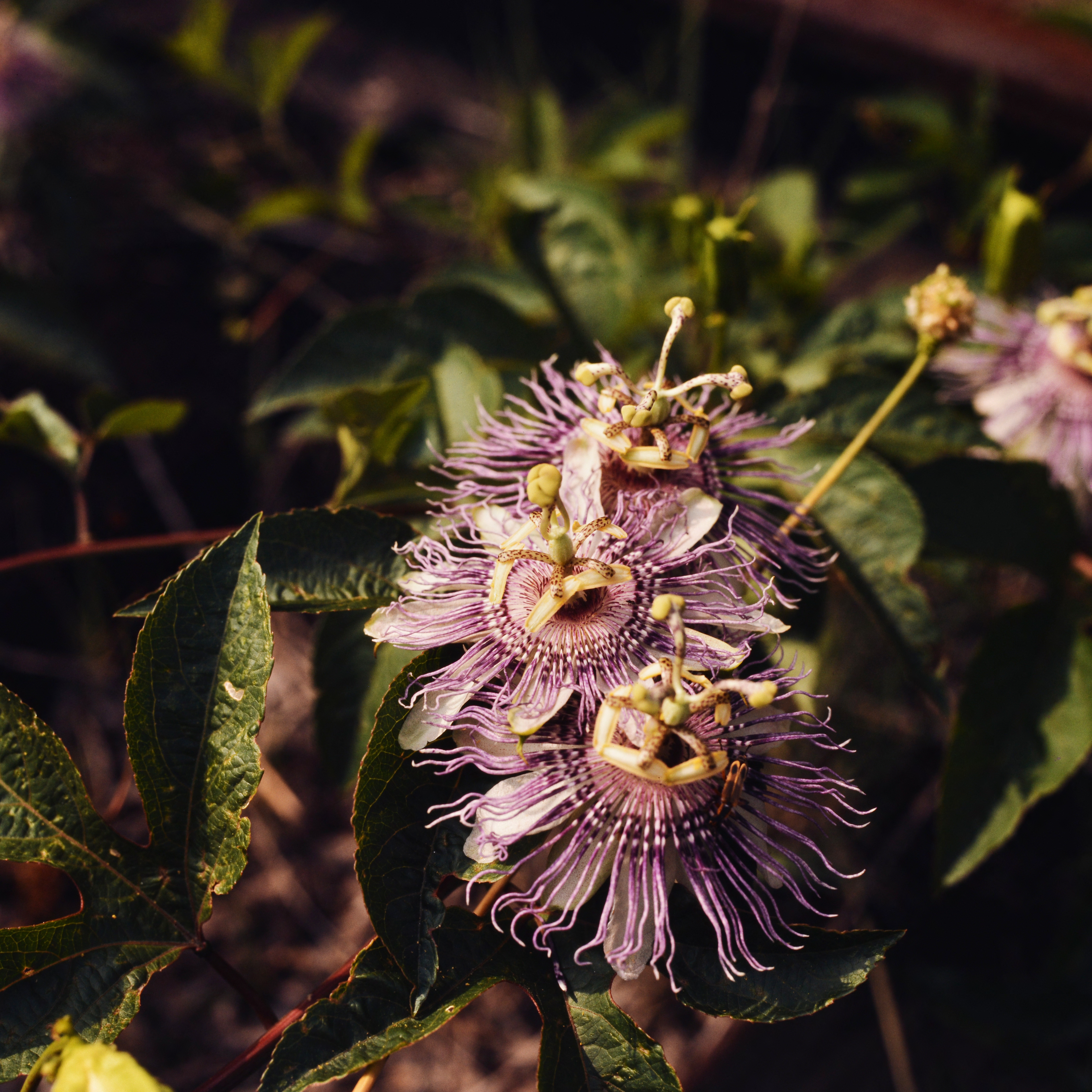 passion flower